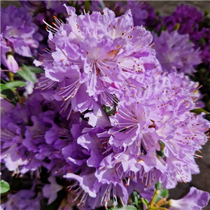 Rhododendron 'Blue Tit Magor'